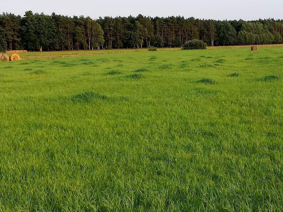 Łąka w Cisewie
