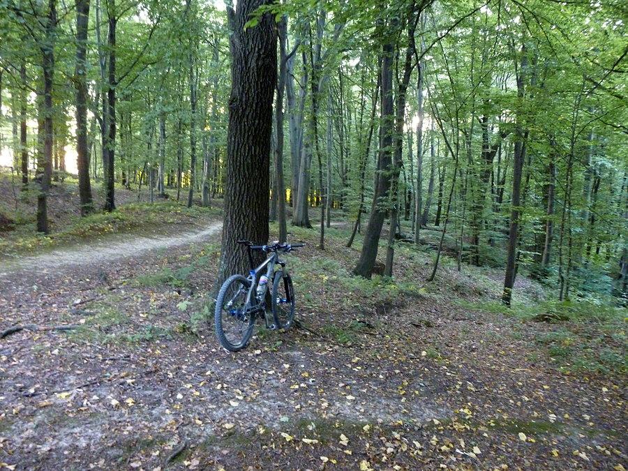Las koło Borówek