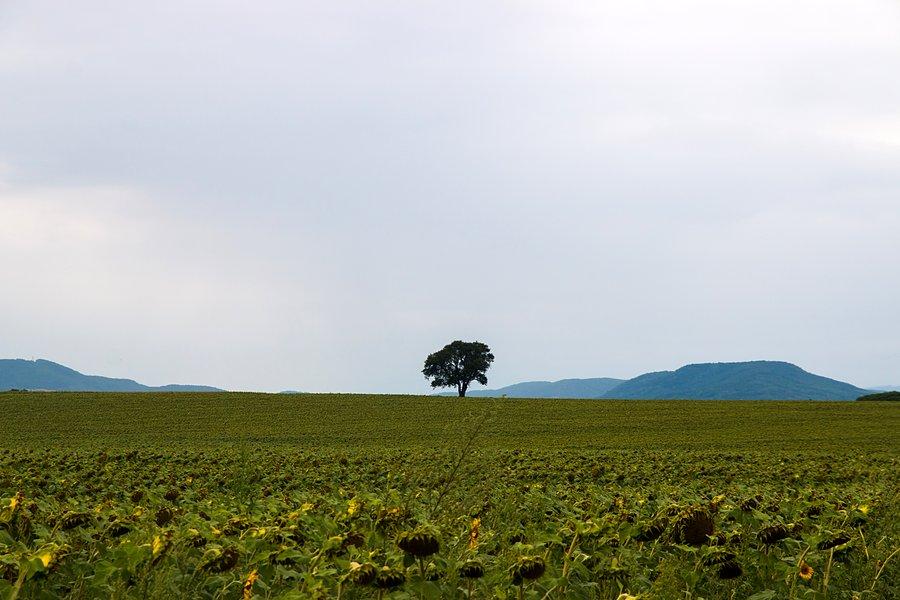 Bezkresne pola słoneczników
