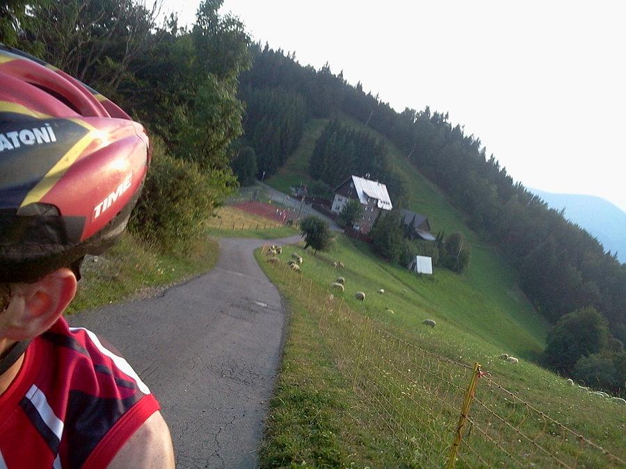 A owce się pasą