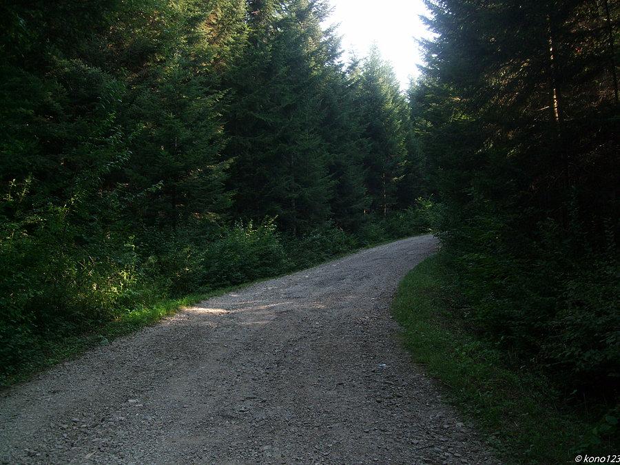 Droga do Dylągowej przez las