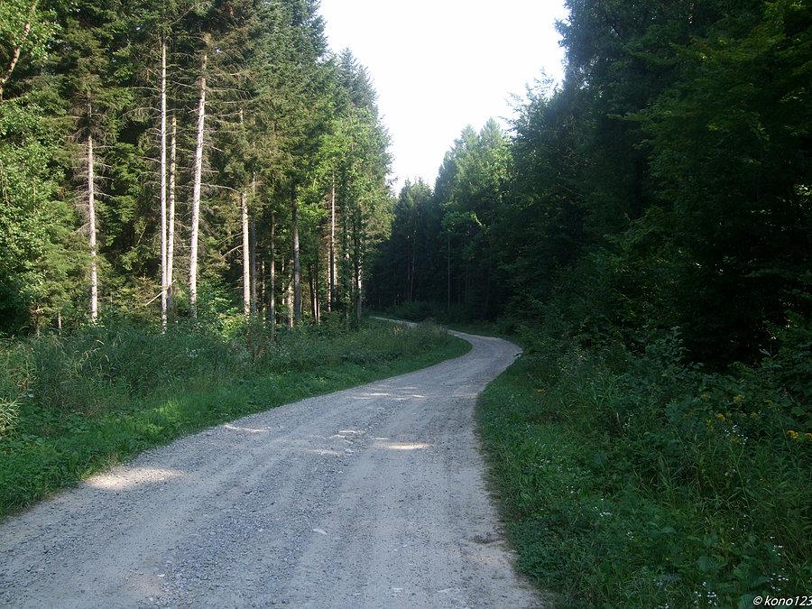 Droga leśna z Laskówki do Szklar