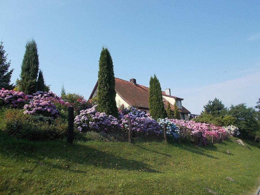 Łęcze - Ogród z hortensjami
