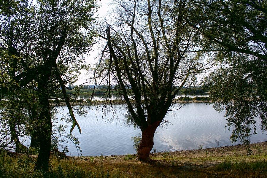 Nad Odrą przed Starym Kostrzynkiem