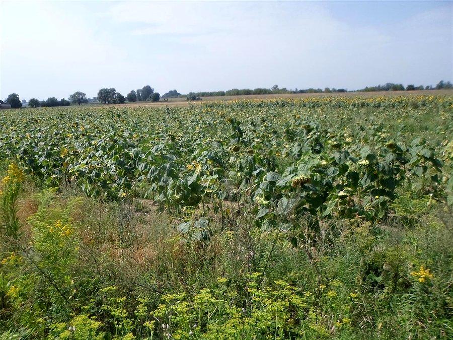 Słoneczniki chcą pić