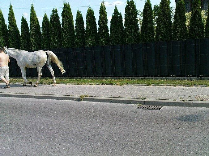Nosił koń razy kilka , pociągnęli i rumaka. Kulturalnie po chodniku. Biorac pod uwagę,że nie wszyscy mieszkańcy miast sprzatają kupy swych psów ciekawym co uczyniłby właściciel tego wierzchowca, gdyby tak jego konik zbrukał trotuar?