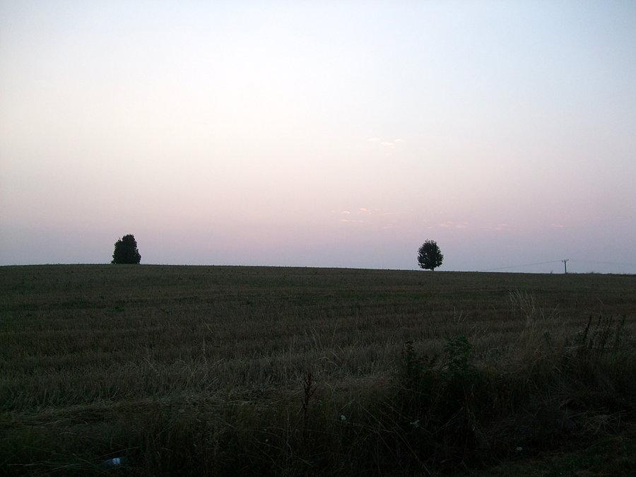 Pole i drzewa w Futomie