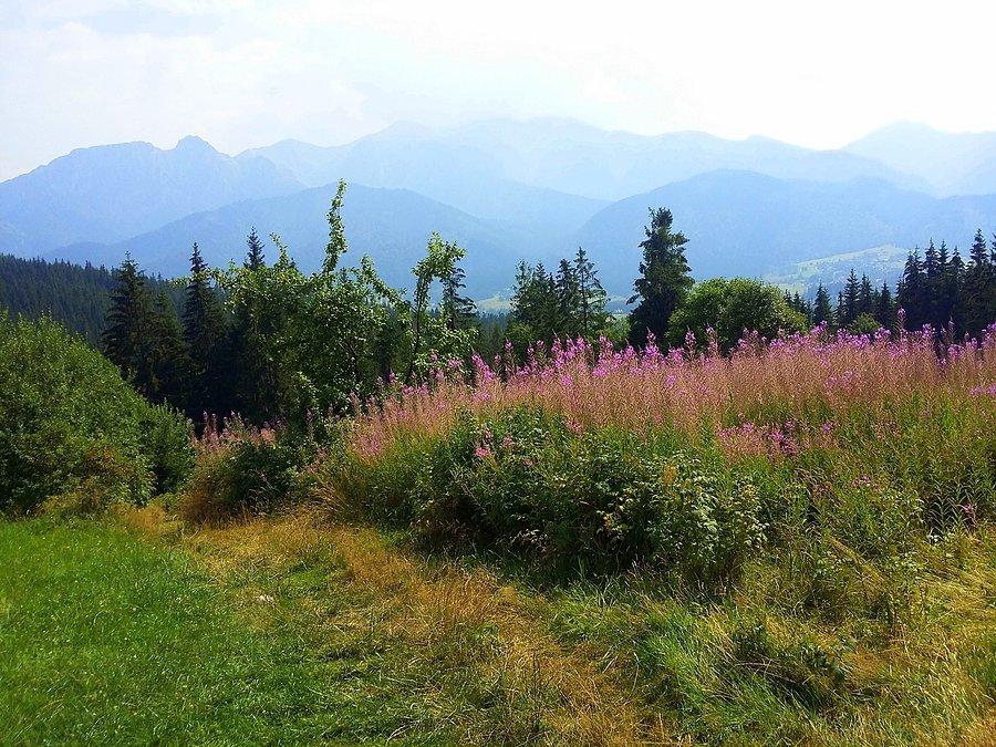 Widoczek na Tatry I