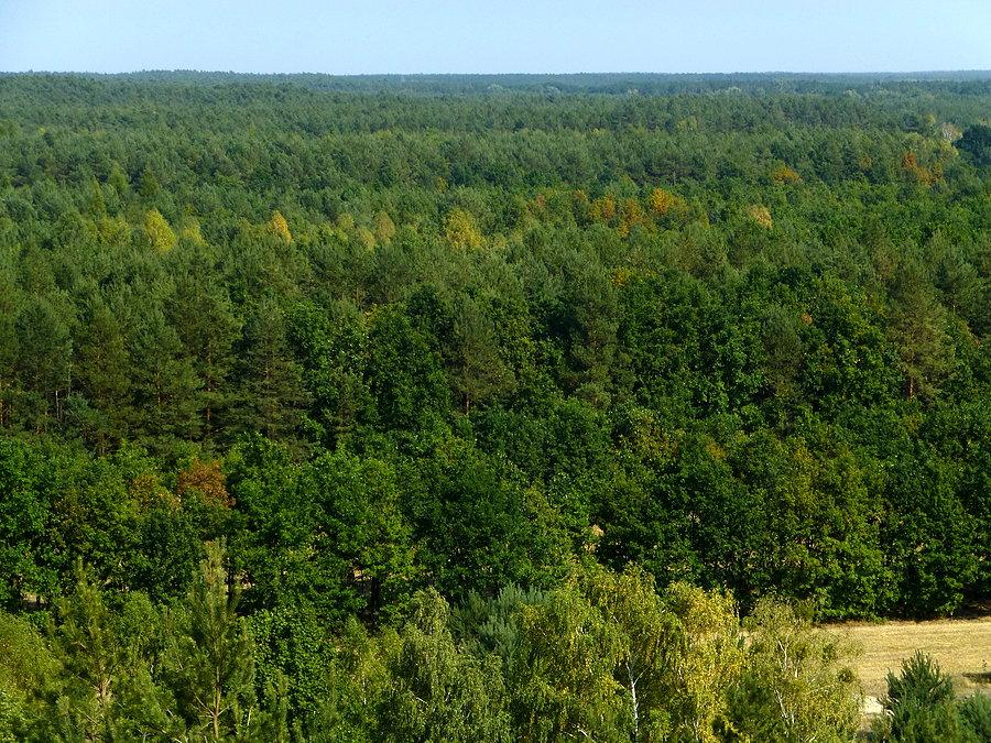 Czerwińskie Góry. Kampinoski Park Narodowy