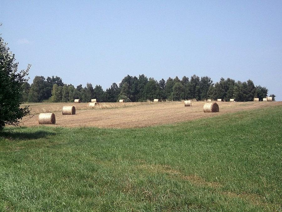 Żniwa