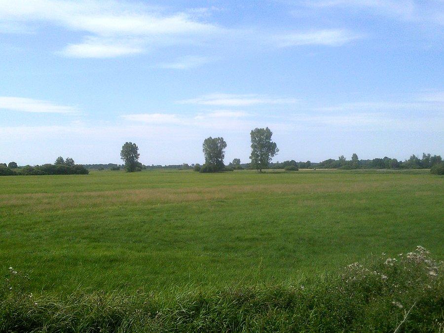 Zielono mi