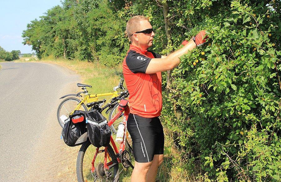 Przydrożne mirabelki