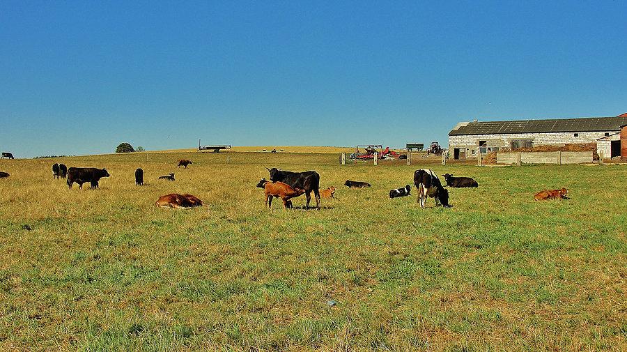 Okolice Tczewa