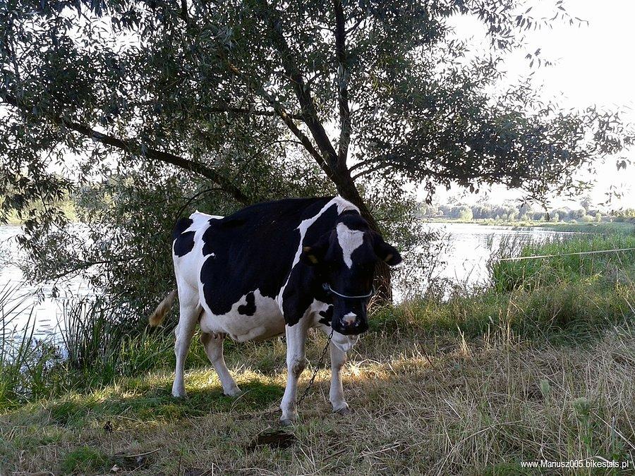 Krowa