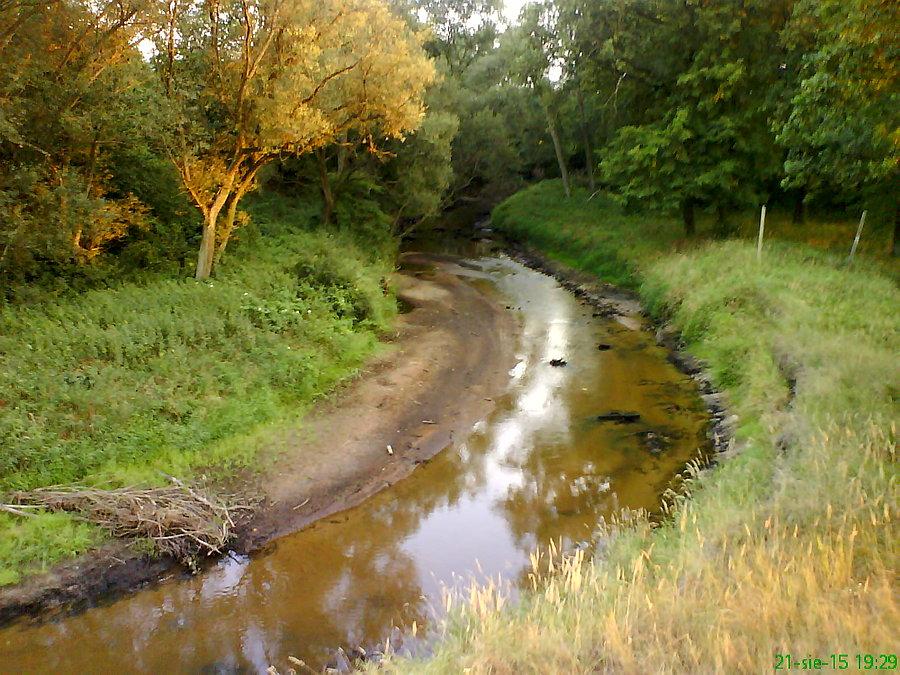 Długa na 95 km rzeka przy ujściu - niczym strumyk (Czerna Wielka podczas suszy)