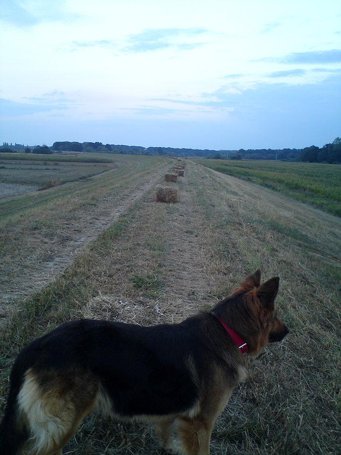 Klocki trawy