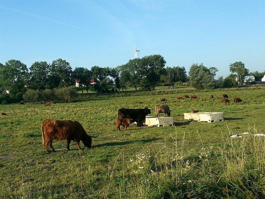 Bydło rogate w Starym Jarosławiu