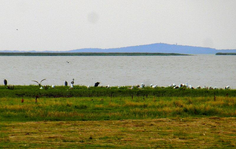 Jezioro Łebsko