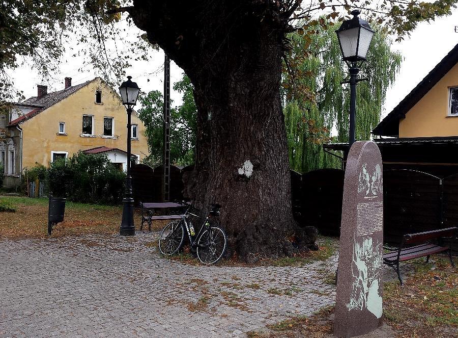 Lipa „Wieniec Zgody" została posadzona w 1460 r