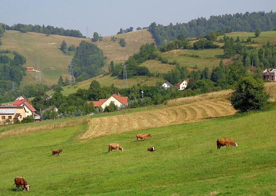 Swojski widok
