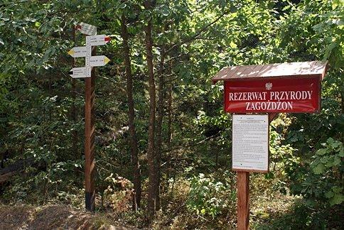 W Rezerwacie Przyrody Zagożdżon