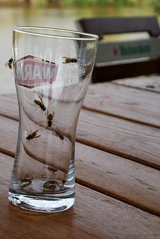 Osy też chcą pić ;)