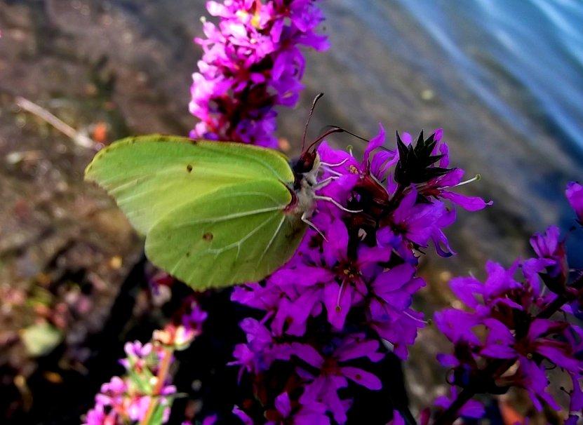 Motyl na kwiatach
