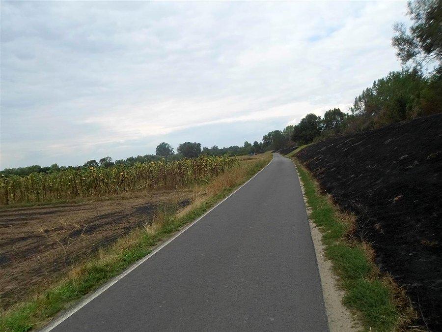 Wypalona trawa i wyschnięte słoneczniki na drodze do Gassów