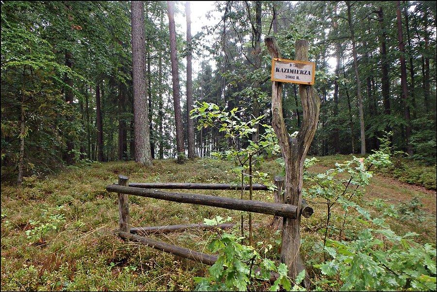 Dąbek