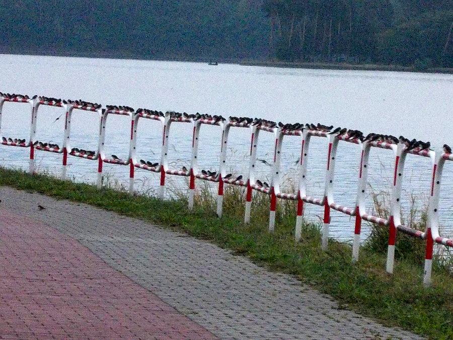 Jaskółki zbierają się przed odlotem