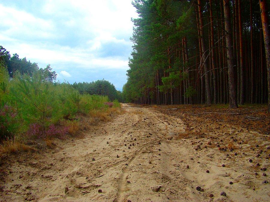 Piaski w Borach Tarnowskich