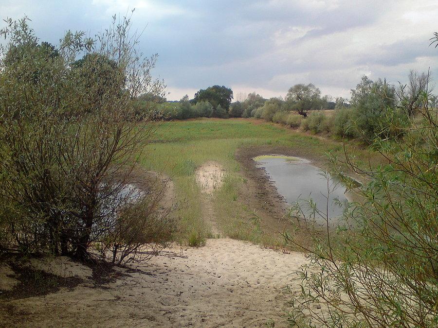 Wyschnięte starorzecze Odry