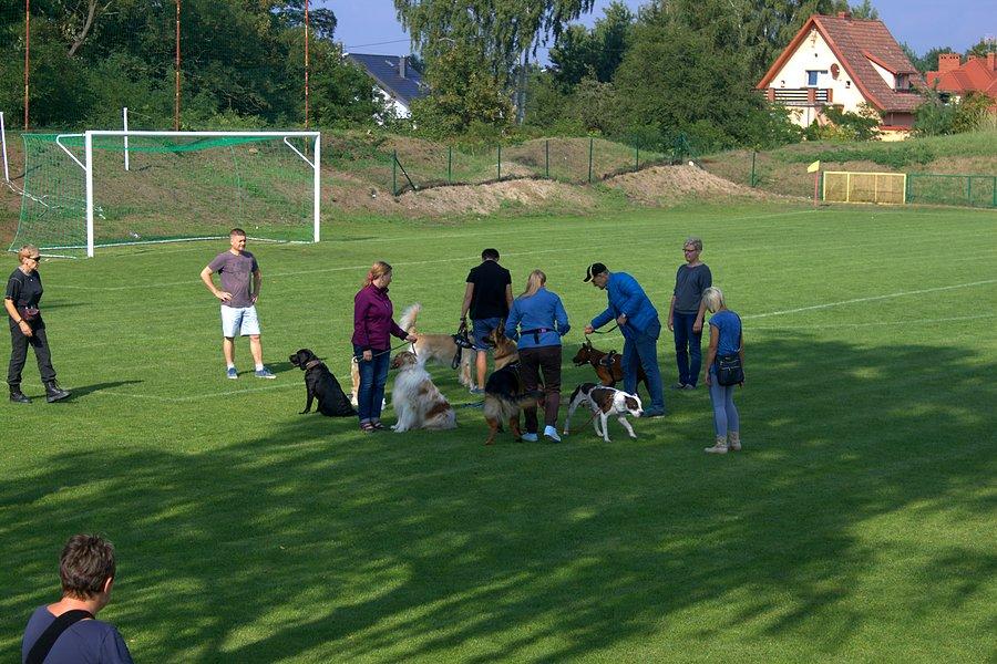 Pokaz wyszkolenia psów cywilnych
