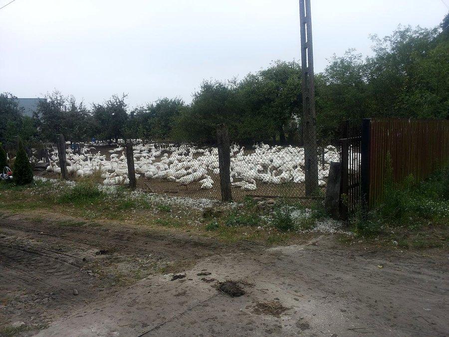 Gąsiorowo