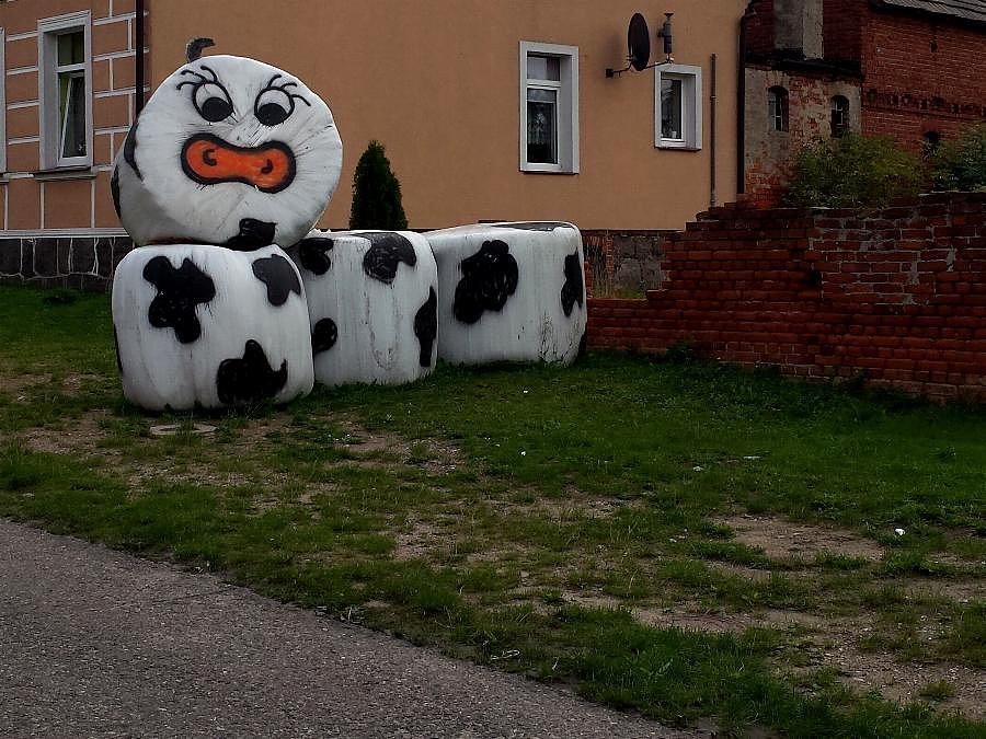 Krowa w Strachocinie