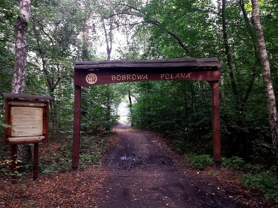 Bobrowa polana w małym lasku