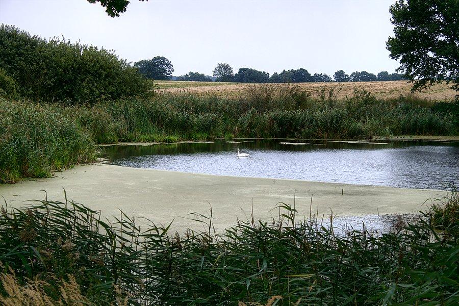 Przudrożny staw