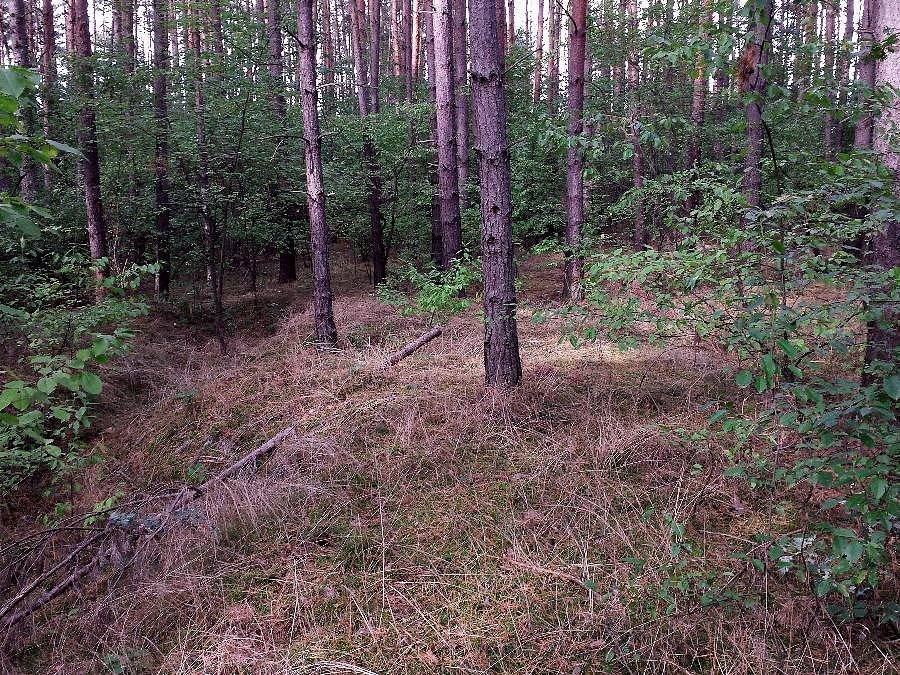 Cmentarz według namiarów google maps
