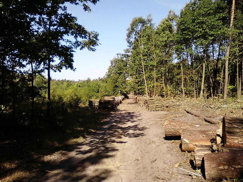 Las koło Lućmierza