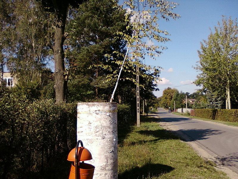 Brzoza na słupie