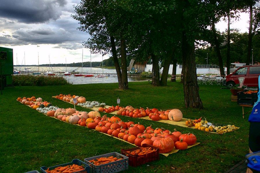 Przygotowania do Święta Dyni