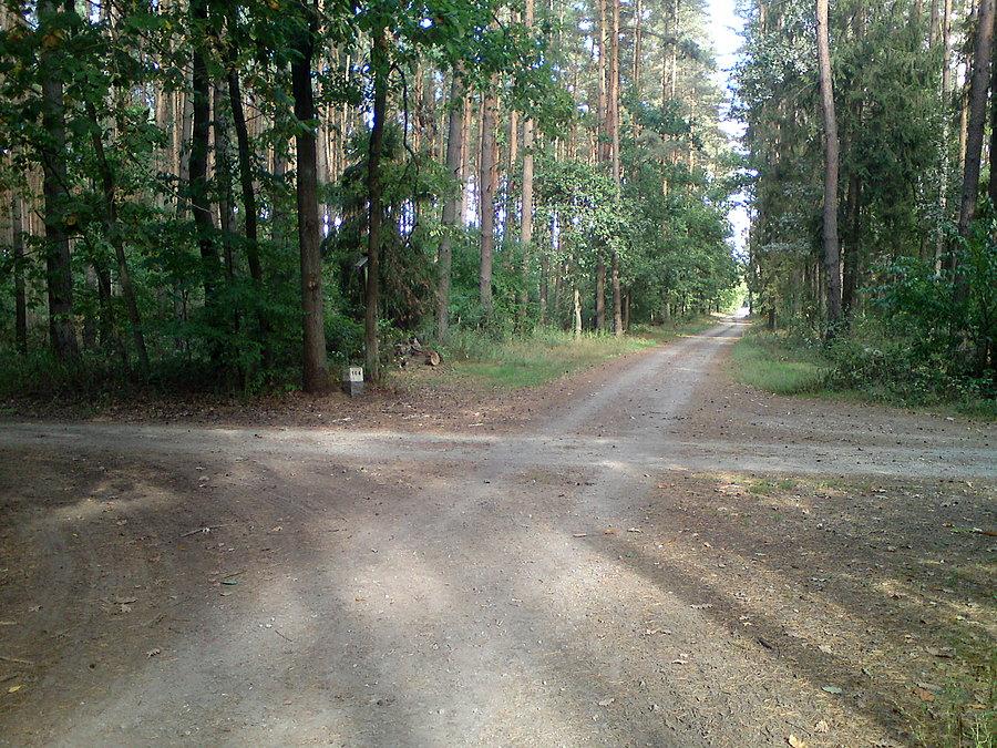 Leśne skrzyżowanie