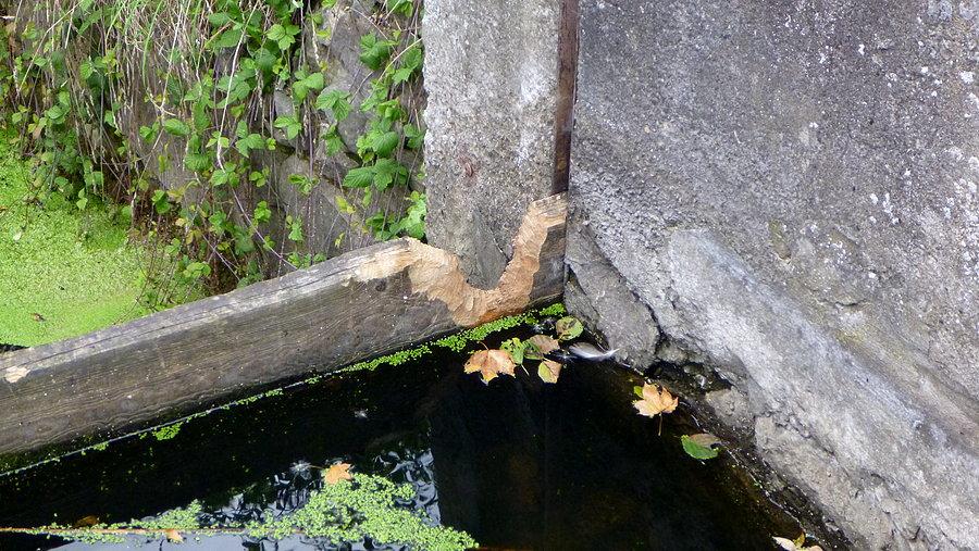 Bobry mają swój pomysł na zaporę na Starej Redze