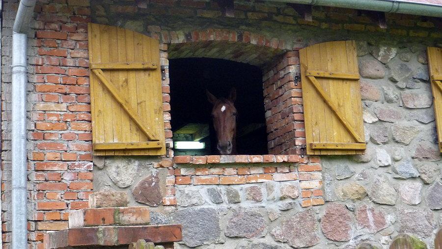 Konik z okienka