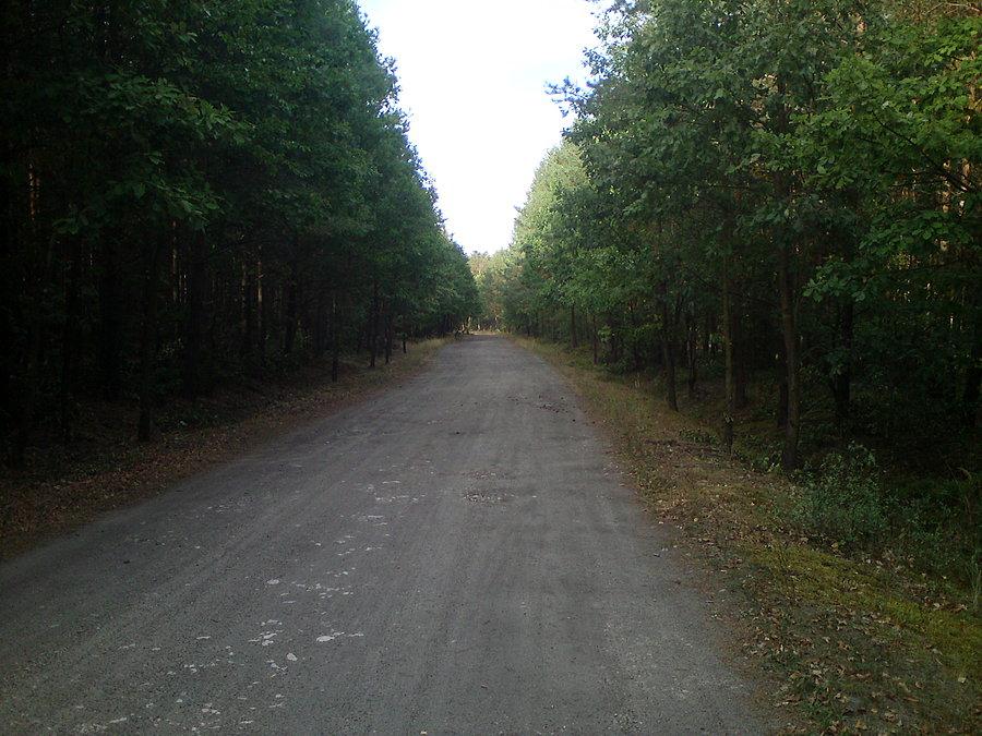 Leśna autostrada