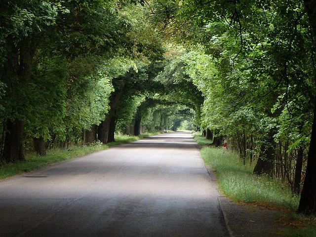 "Drzewny tunel"