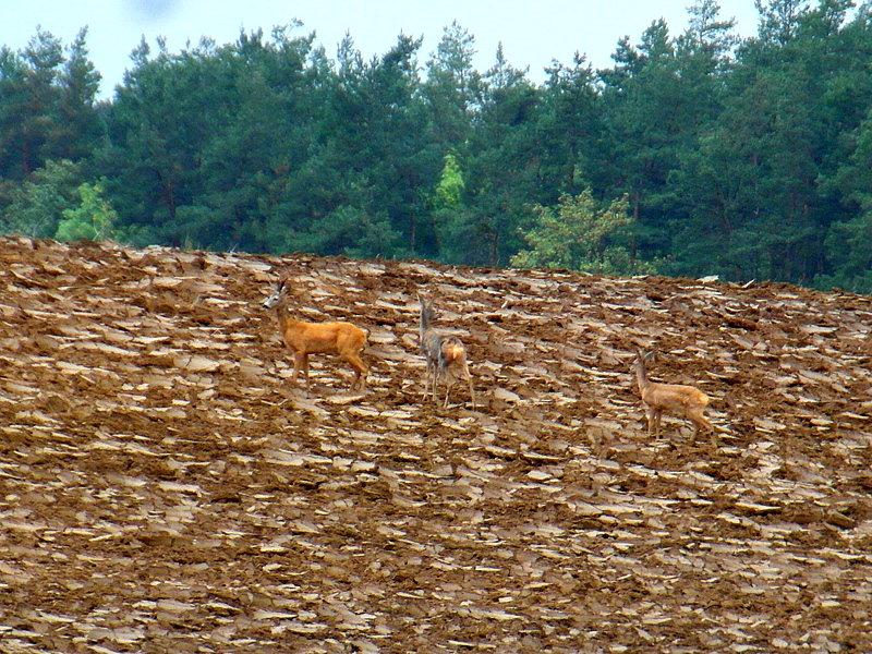 Rowerowe Święto Kartofla