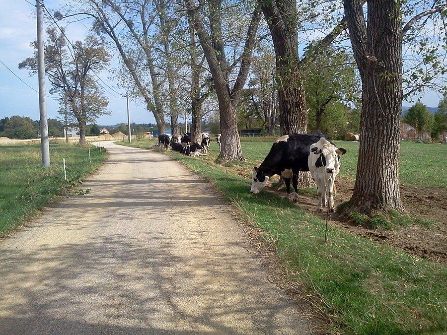 Nebory