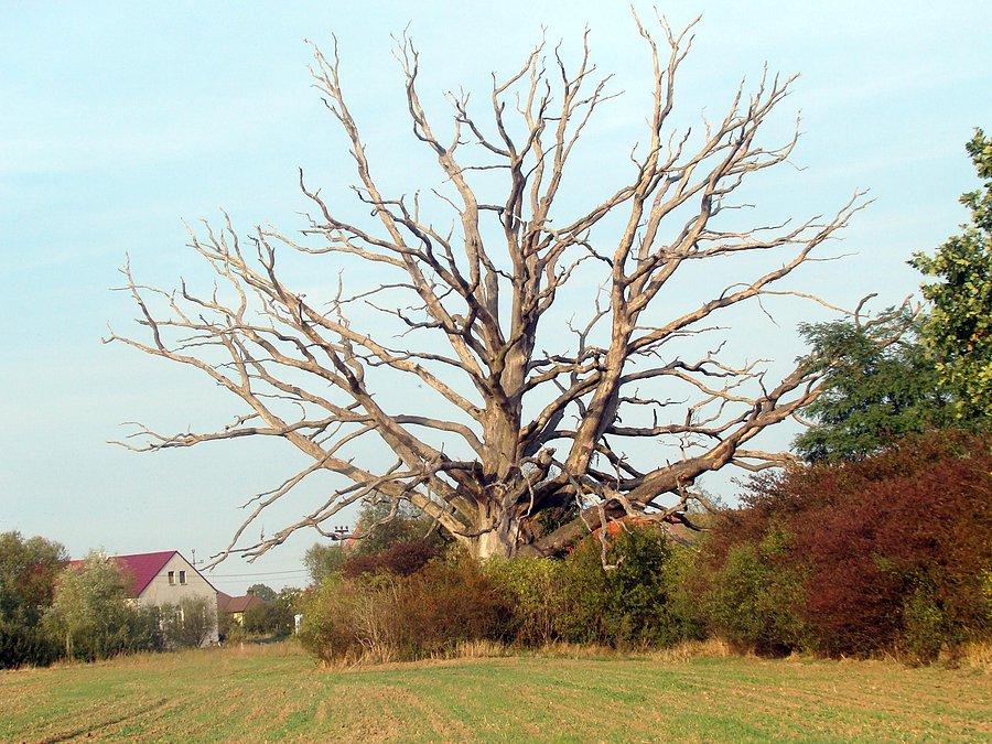 Karów - wiekowy dąb, pomnik przyrody