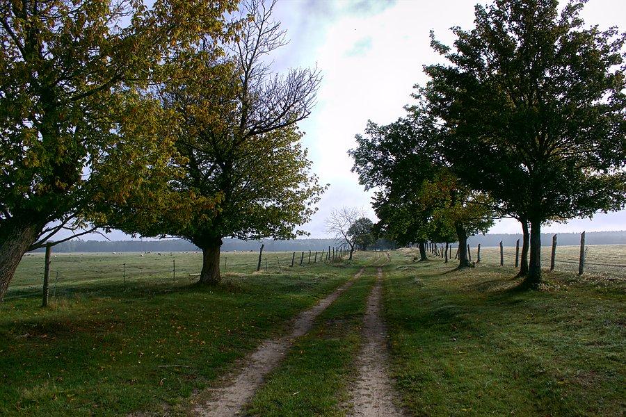 Gruntową drogą do m. Święciechów